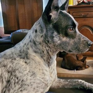 Meet your Posher, Dora